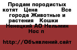 Продам породистых котят › Цена ­ 15 000 - Все города Животные и растения » Кошки   . Ненецкий АО,Нельмин Нос п.